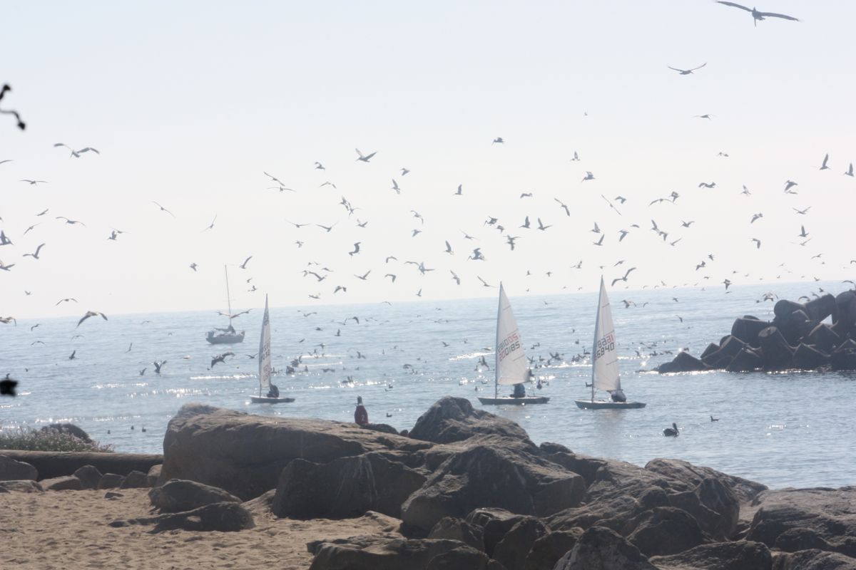 Anch_birds_harbor_mouth